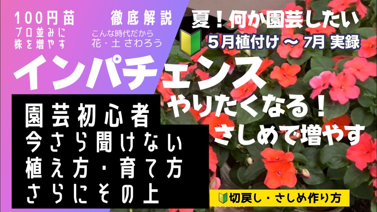 Impatiens for gardening beginners] Make a difference with your