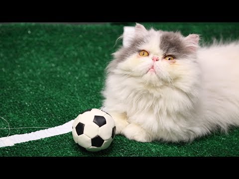 World Cup 2014 Highlights (Ultimate Cat Edition) | Mashable