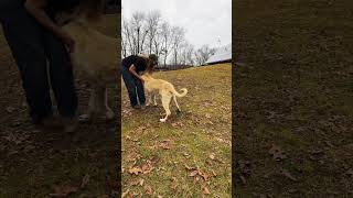 Lauf- und Verfolgungsspiel screenshot 5