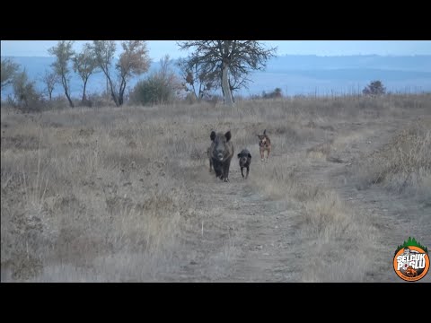 BEST WILD BOAR HUNTING VIDEOS