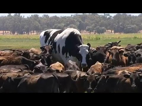 Vídeo: Um Enorme Touro Cresceu Em Uma Fazenda Na Austrália - Visão Alternativa