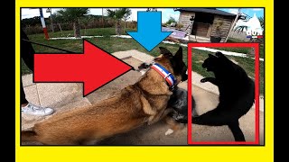 MALINOIS - SITUATION IMPROBABLE AVEC LE CHAT ! MALINOIS - IMPROBABLE SITUATION WITH THE CAT!