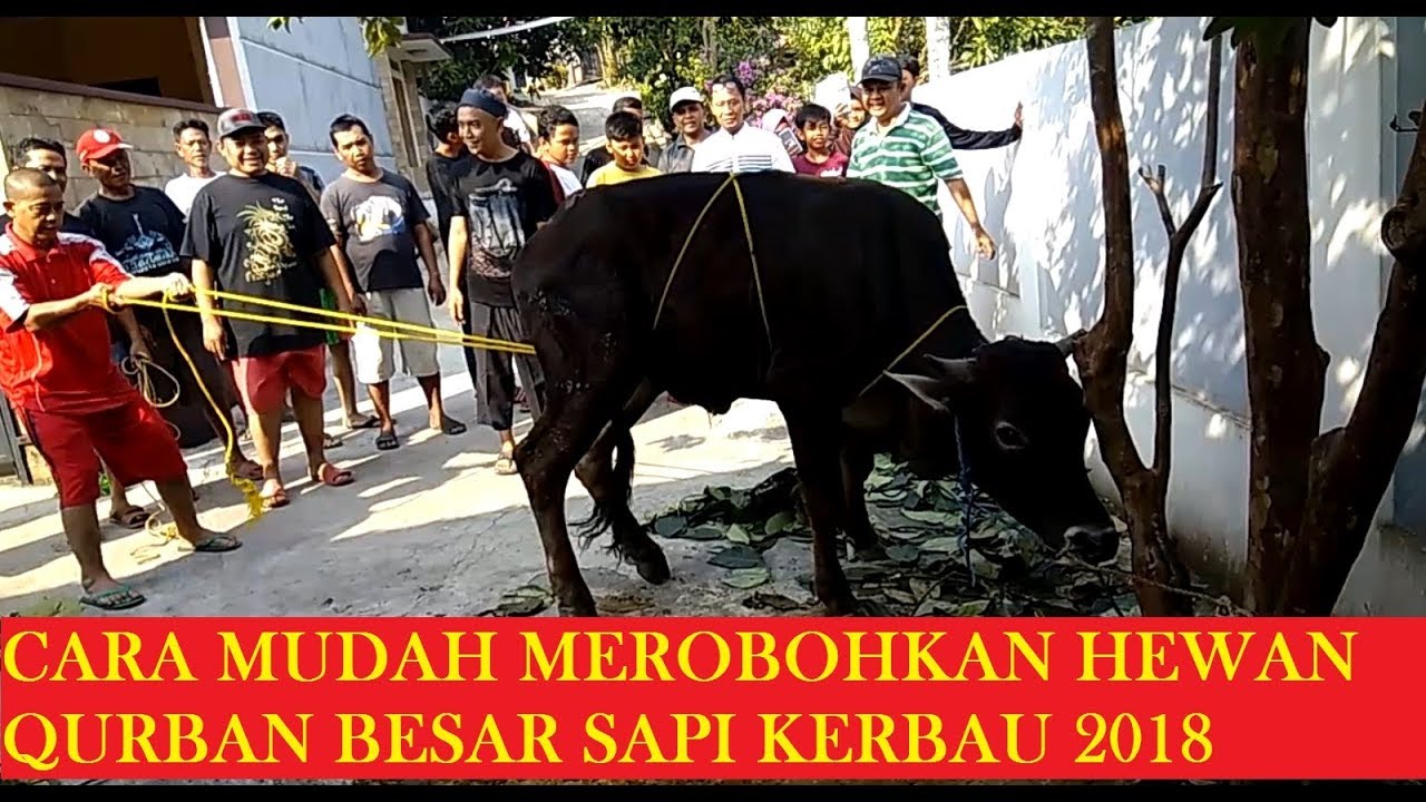  CARA  MUDAH MEROBOHKAN HEWAN  QURBAN  BESAR SAPI KERBAU 2021 