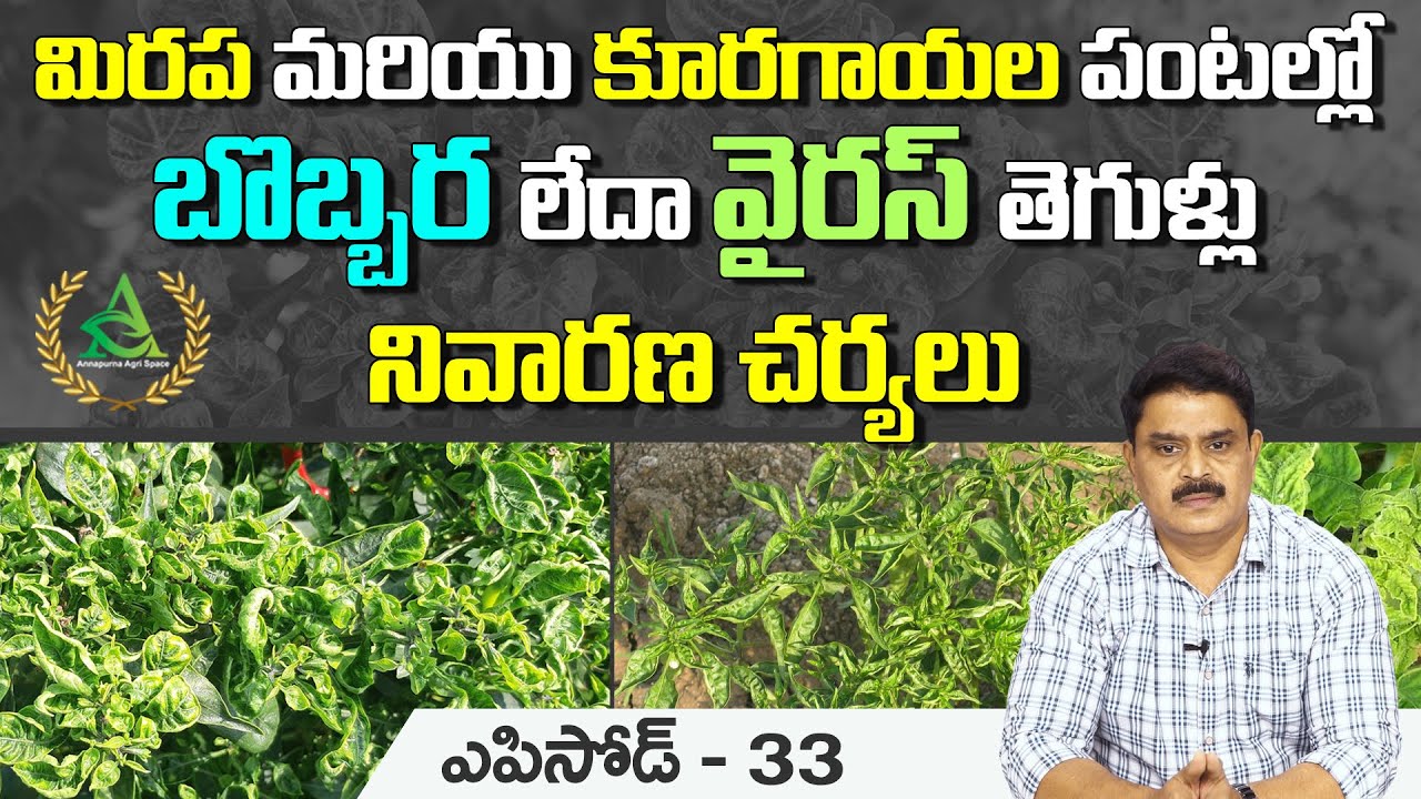 ఎపిసోడ్  33_ మిరప మరియు కూరగాయల పంటల్లో  బొబ్బర లేదా వైరస్ తెగుళ్లు - నివారణ చర్యలు #bobbarainchilli