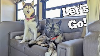 Surprising the Dogs with a Camping Trip!