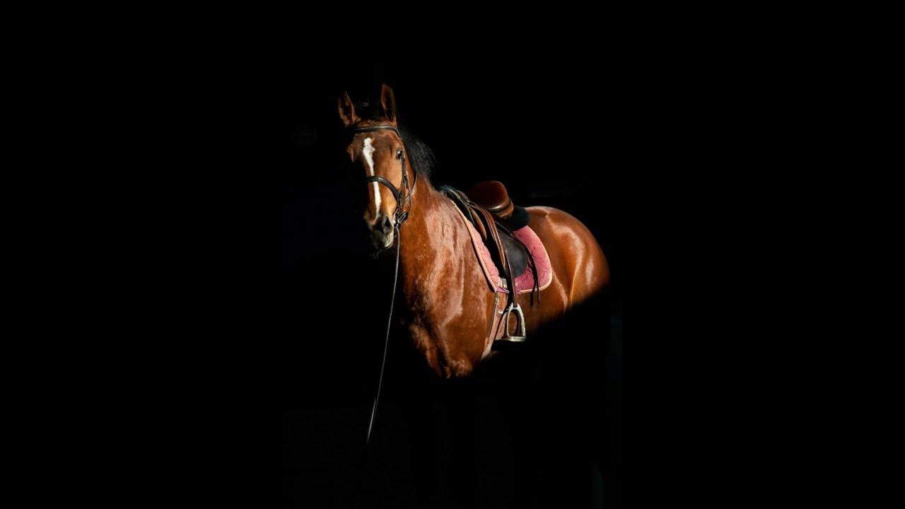 Horse Whinny 4 Sound Effect YouTube