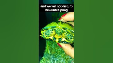 Tortoise goes into hibernation #shorts