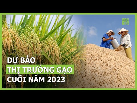 Dự báo mới về thị trường gạo cuối năm 2023 