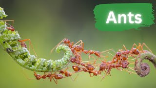 Unstoppable Invaders: Ants by Lord of Animals 546 views 8 months ago 3 minutes, 5 seconds