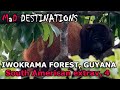 Iwokrama Forest, Guyana: South American extrav 4