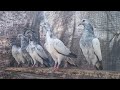 5Perwazi Baby Pigeons || 03160980541|| Pakistan Pigeons Club