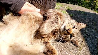 スリムで美猫な長毛猫、お腹をモフると後ろ脚でキックしてくるw