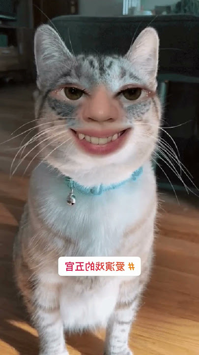 Cats | Funny Cats #shorts #funny #reels #funnyvideo #cat 💕 Kore Nani Neko