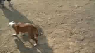 Kaze & Yarmagul Dogpark