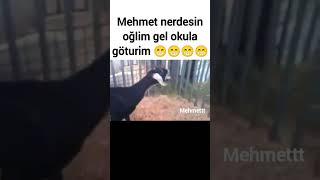 Mehmet Diye Bağıran Komik Koyun