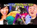 We Tried To Do Simple Tasks With Adorable Cats Distracting Us!