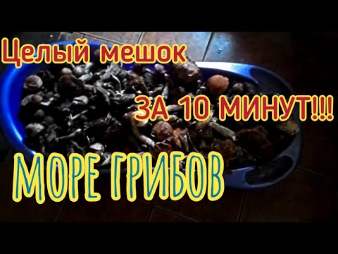 Лес усеян грибами/Вы такого ещё не видели/Набрали вдвоём мешок грибов за 10 минут/Тихая охота 2021г