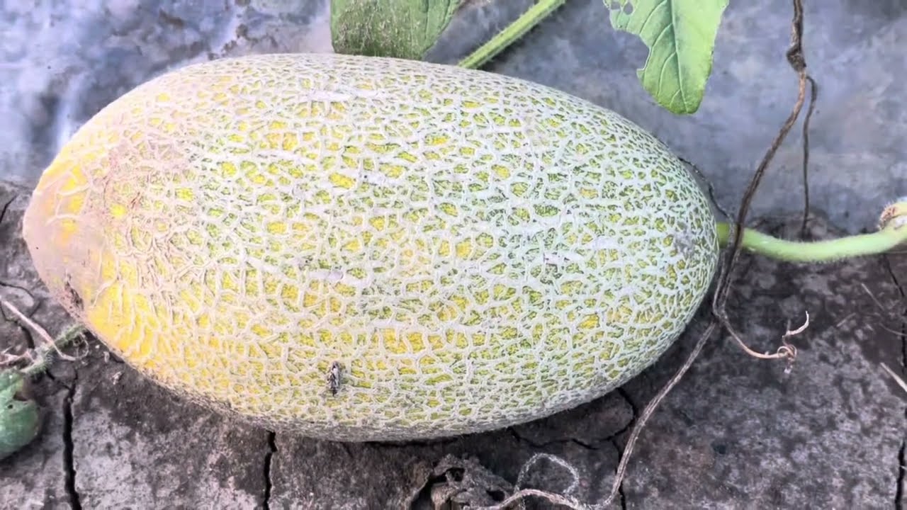 Диня , яка здивувала у 2023 році