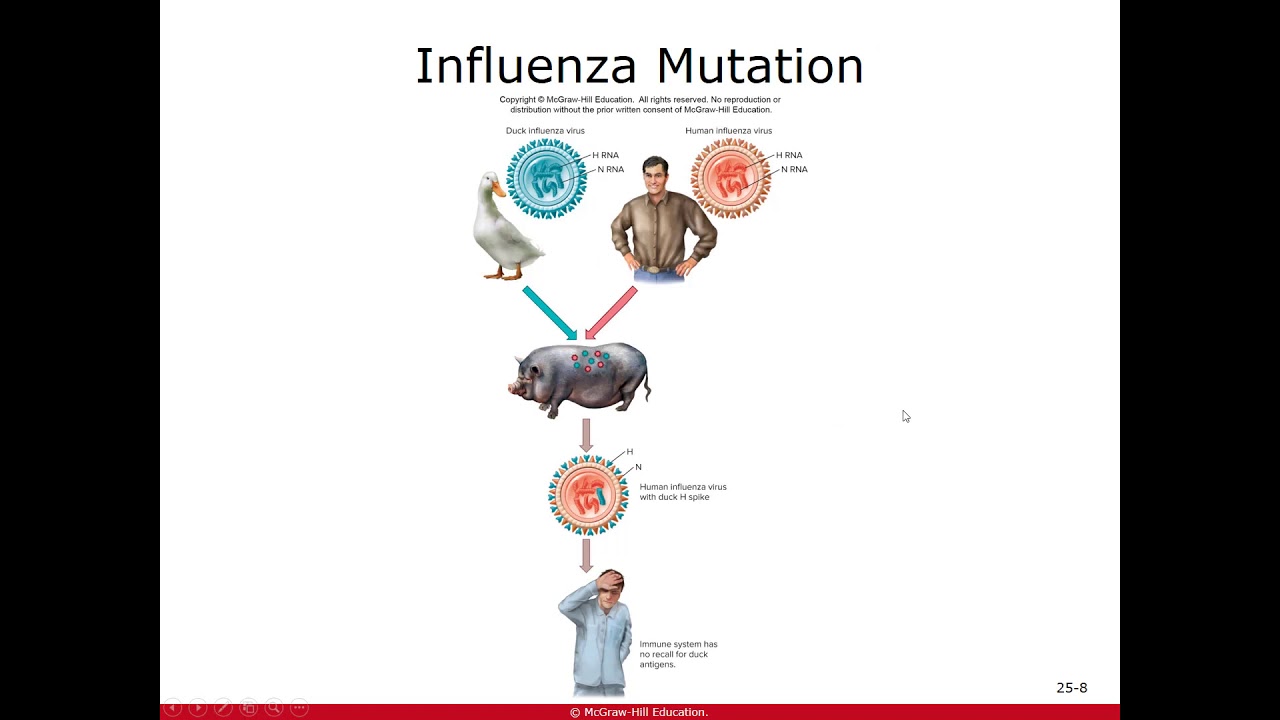 Ch 25 RNA viruses - YouTube