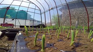 ＃009 とうもろこし苗の一日 (One day of corn seedlings)