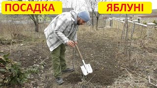 видео: Як посадити яблуню. Інструкція для новачків - Від і До картинка: Як посадити яблуню. Інструкція для новачків - Від і До