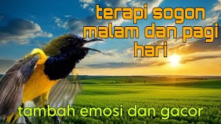 Terapi sogon malam dan pagi hari 🔥
