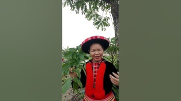 CÂY NÚC NÁC CHỮA TRÀO NGƯỢC DẠ DÀY #xuongkhop #lýmùiphin