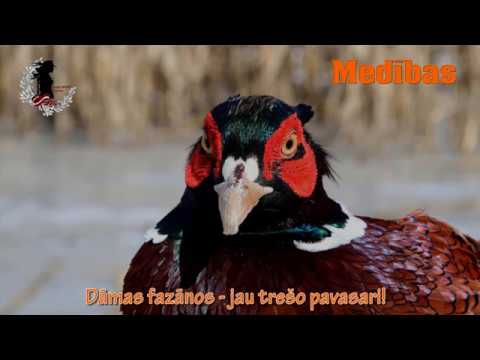 Fazānu medības ar Lady Hunt 2018