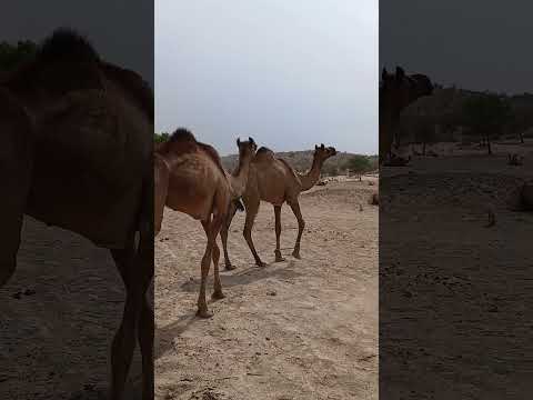 يا عرض لقد خرجت بحث ا عن طعام جمال     الجيلي