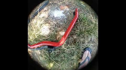 Nolathane Sway bar upgrade /install 98 -2002 Accord, CL and TL