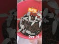 TG[峰之谷] 我是樹蔭 我#種蕃茄 🍅 Day 14