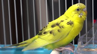 セキセイインコたまちゃんCH。本日のたまぽん産卵抱卵するインコ。ココヤシの家。ライブ配信。チャンネル登録よろしく！2020/08/29:am