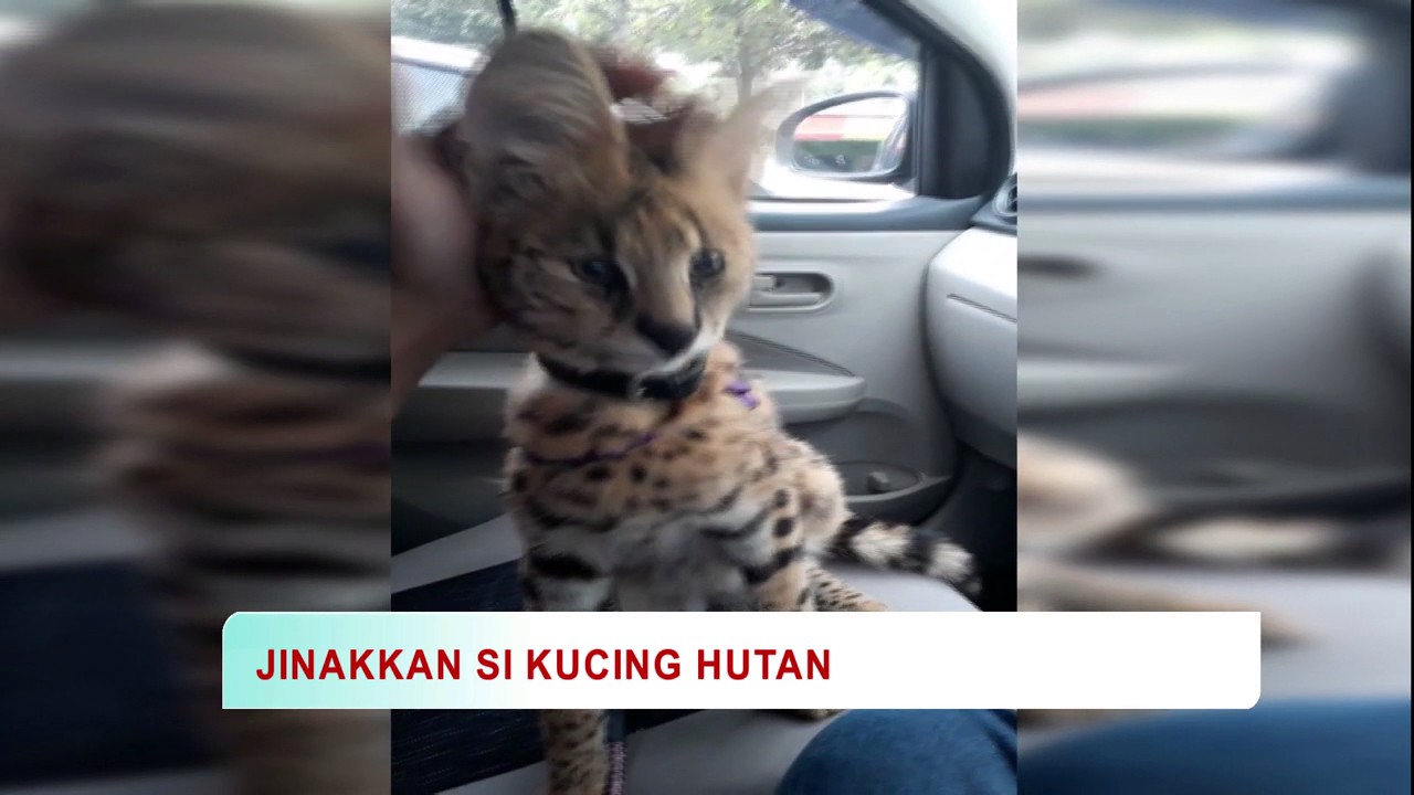 Perbezaan harimau dan kucing