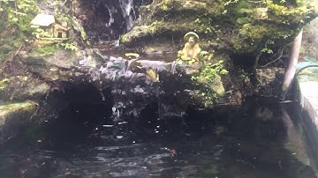 Hồ non bộ với thác nước nuôi cá bảy màu tuyệt đẹp