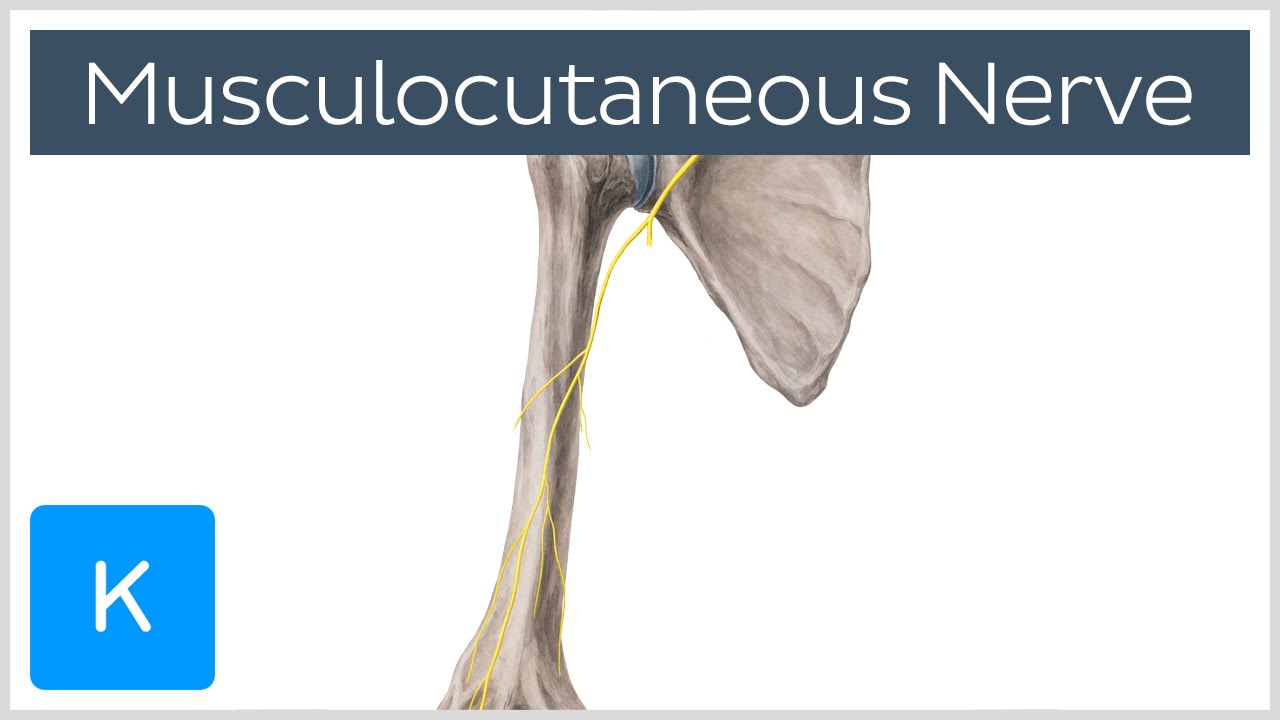 Musculocutaneous Nerve Injury Musculocutaneous Nerve Injury
