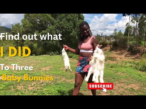 African village girl having a great day with three bunnies