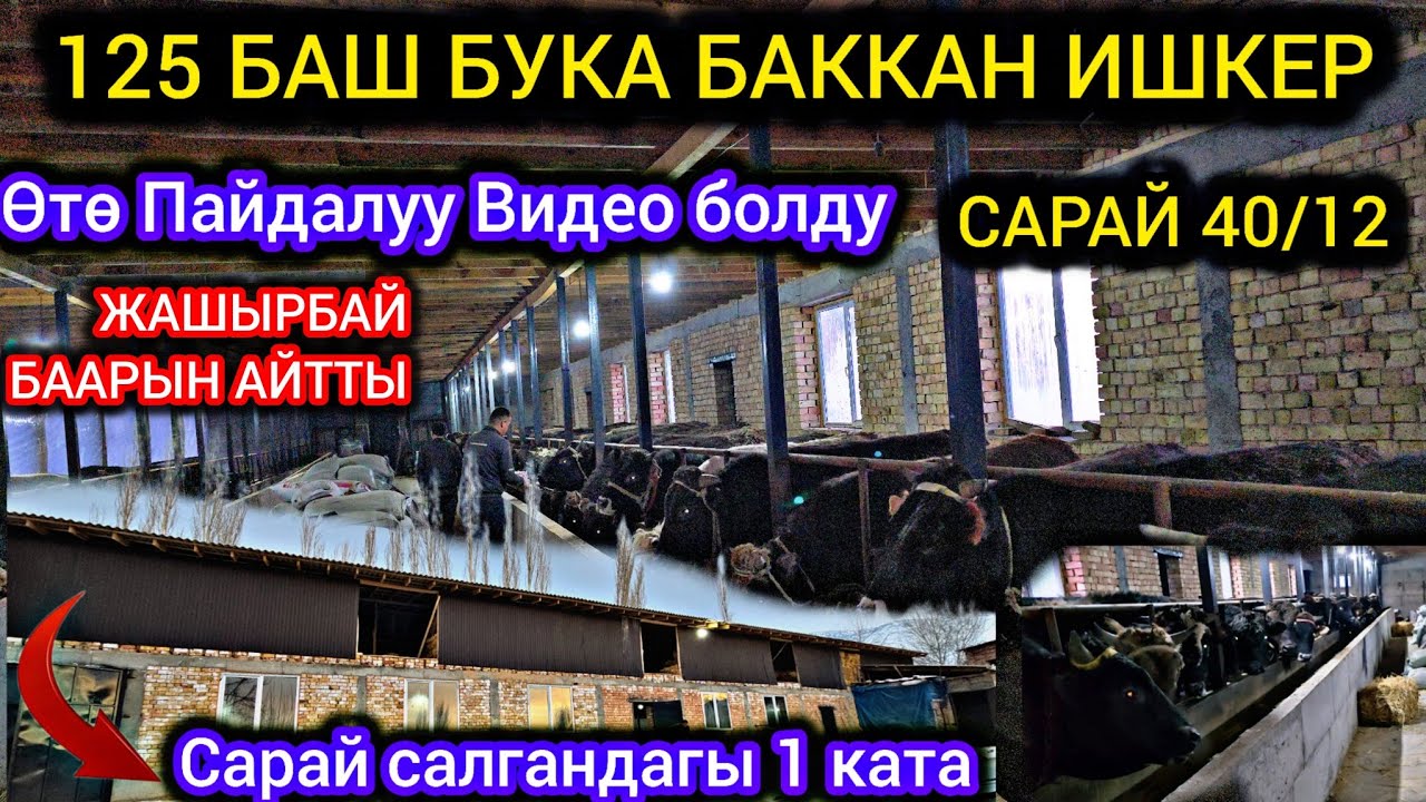 НООКАТТА 125 БАШ БУКА БАККАН ИШКЕР 👍 3 САРАЙ БАР  40 МТ #байкж 