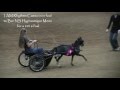 2015 AMHR Nationals: Pleasure driving featuring I AM Rhythms Cameo