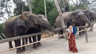 Elephant  Sanctuary#elephant