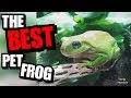 Green Tree Frog Care