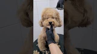 CAVAPOO AMAZING SCISSORS WORK FACELIFT #dog #cutedog #puppy #shortsvideo #adorabledog