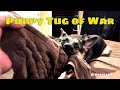 Tug of War: A Dog&#39;s Life Video