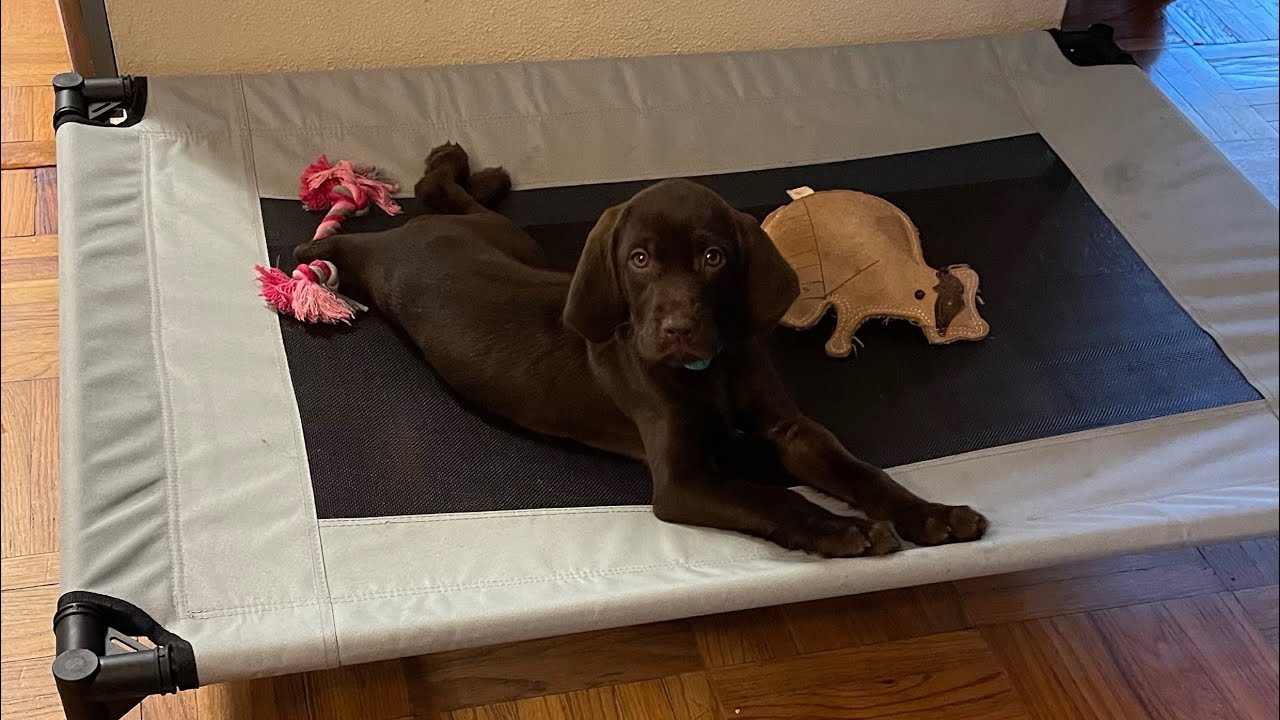 Lana the Pudelpointer pt7 Place Training - YouTube
