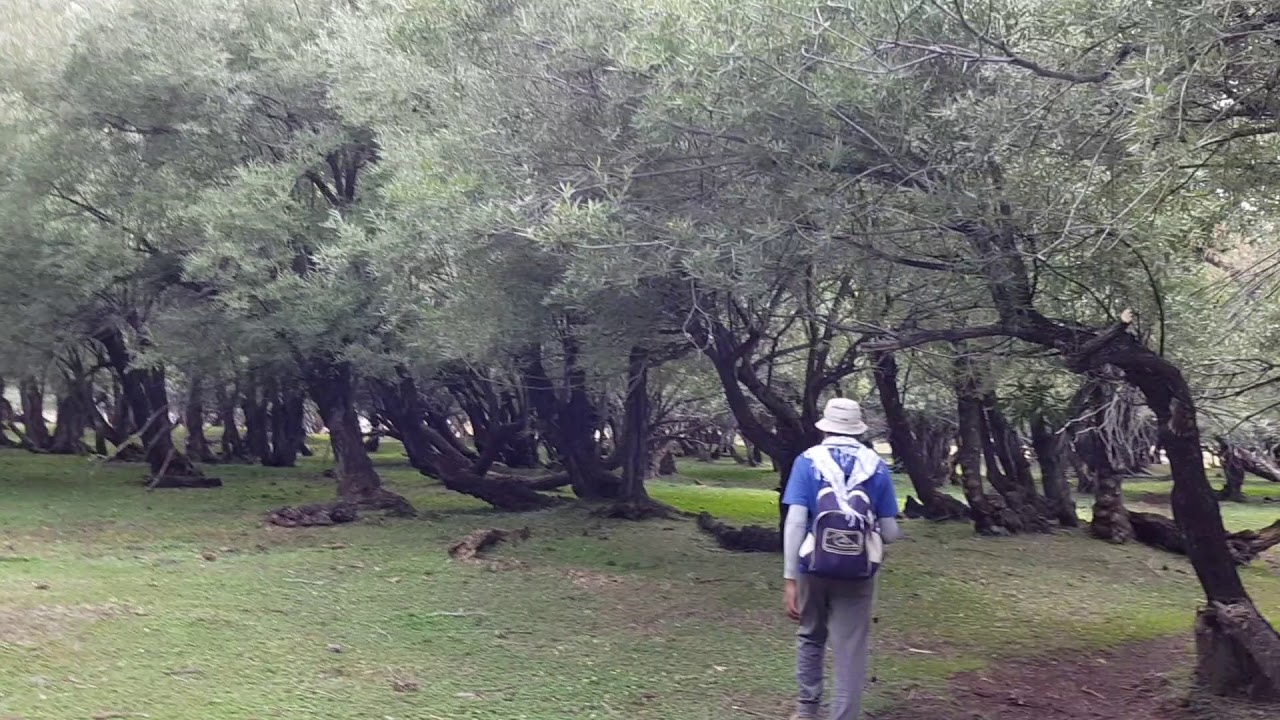 Haramosh Valley Kutwal Lake  Trek, Beautiful Forest