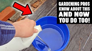 Gardening Pros Know About This AMAZING Technique To Ensure Strong Healthy Plants & Now You Do Too! by Plant Abundance 11,020 views 1 year ago 4 minutes, 24 seconds