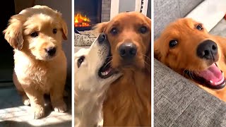 Cutest Golden Retrievers ❤ Best Golden Retriever Videos!