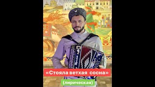 Виктор Сорокин I «Стояла ветхая сосна» I Лирическая песня