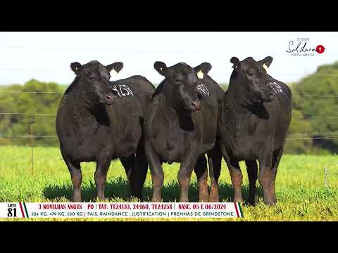 Lote 81 Trio Angus - Dia 14/08 Leilão Cab. Soldera - Parceria Leilões- Trans. TV El Campo