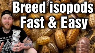 The Best Way To Breed Isopods [Beginners Guide]