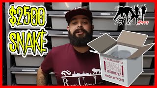 MY MOST EXPENSIVE SNAKE PURCHASE YET Profile